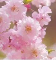 八重桜の画像