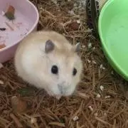 みわ
