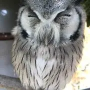 あす