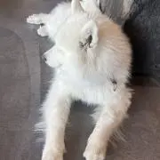 みょん