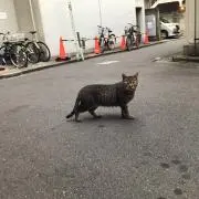 わじゅの画像