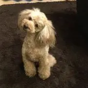 Noah ノア