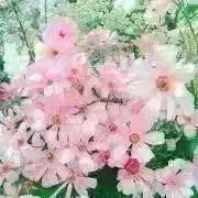 stella*  プロフ必読お願いします