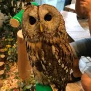 くろすけの画像