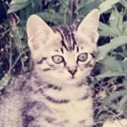 トラちゃんの画像