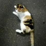 hare3499の画像