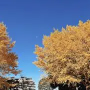つぶあんの画像