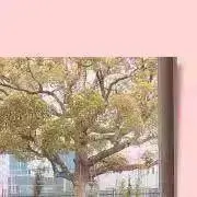 あ¨̮@購入前コメント必須の画像