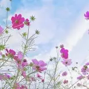 ミカ