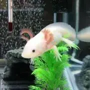 ウパ子　プロフ必読の画像