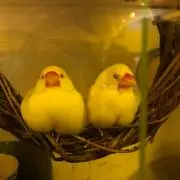 あいる