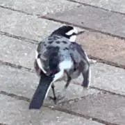 カナリアの画像