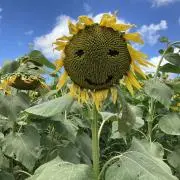 せぃか