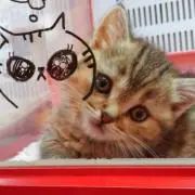 くぅ☆の画像