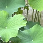 Kentaの画像