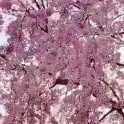期間限定激安セール‼️早い者勝ち‼️の画像