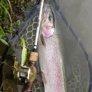 ハンクルシャッド 45 ロデオクラフト ベビーシャッド セット - メルカリ