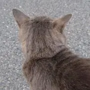 kiyoの画像