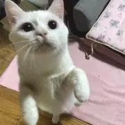 白猫ヤマトの画像
