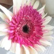 akkkeの画像