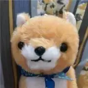 ぱせこの画像