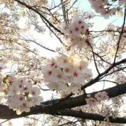 ハチ