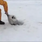 はなみの画像