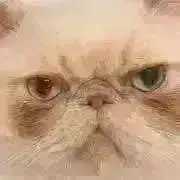 ❁ぶーたろ❁の画像