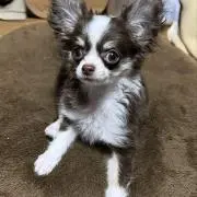 ヌテラの画像