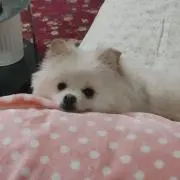 ふー