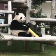 じょんちゃんの画像