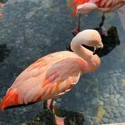 Manilaの画像