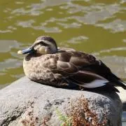 進撃