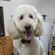 ココ
