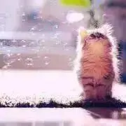 にゃーの画像