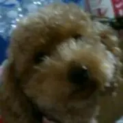 J.M.G