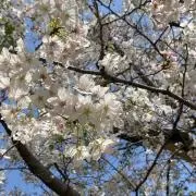 Suzuの画像