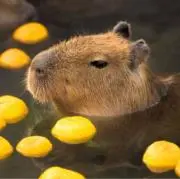 カピバラの画像
