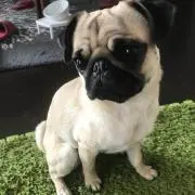 センムの画像