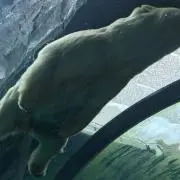 ララの画像