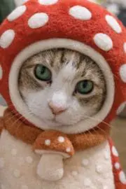 ねこまるの画像