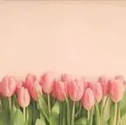 haruの画像