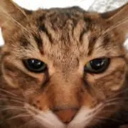 chaの画像