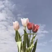 ユリの画像