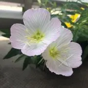 よっち。。の画像
