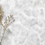 のしんの画像
