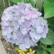 抹茶の画像