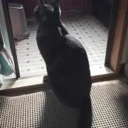 Nyaiの画像