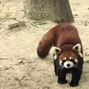 けん