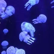 りょーちんの画像